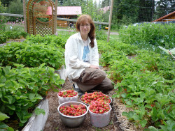 strawberries