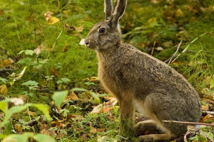 Rabbit & Small Game Snaring