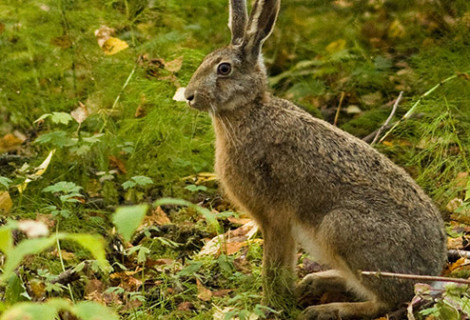 Rabbit & Small Game Snaring