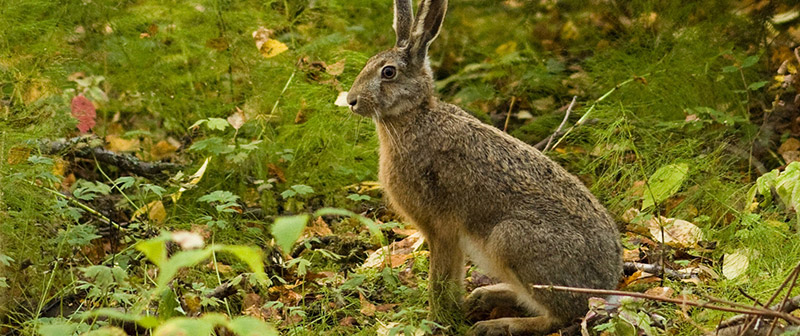 Rabbit Snaring 101 - Wire Survival Snares 